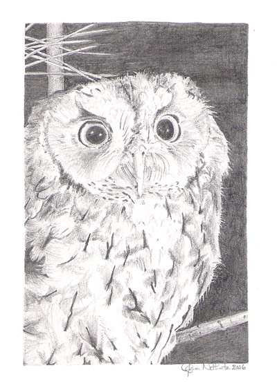 Owl Large